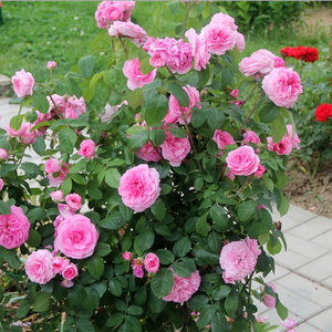 Розовая - Английская роза 
